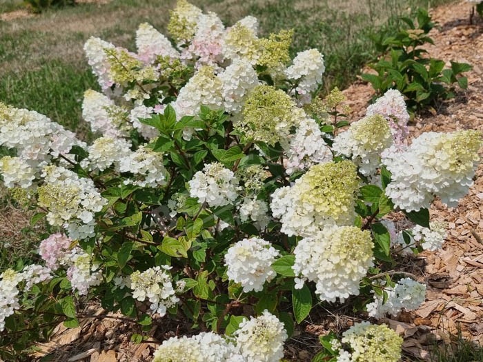 HYDRANGEA paniculata Fraise Melba®