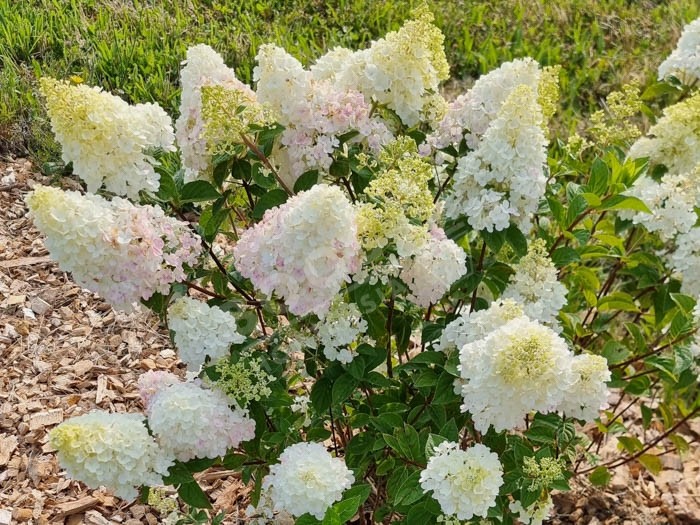 HYDRANGEA paniculata Fraise Melba®