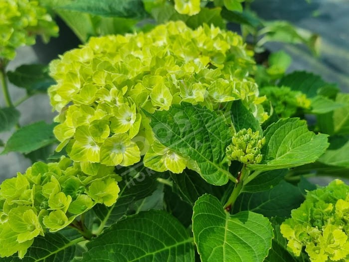 Hortensia Green EVER BELLES® 'Hortmagreclo'