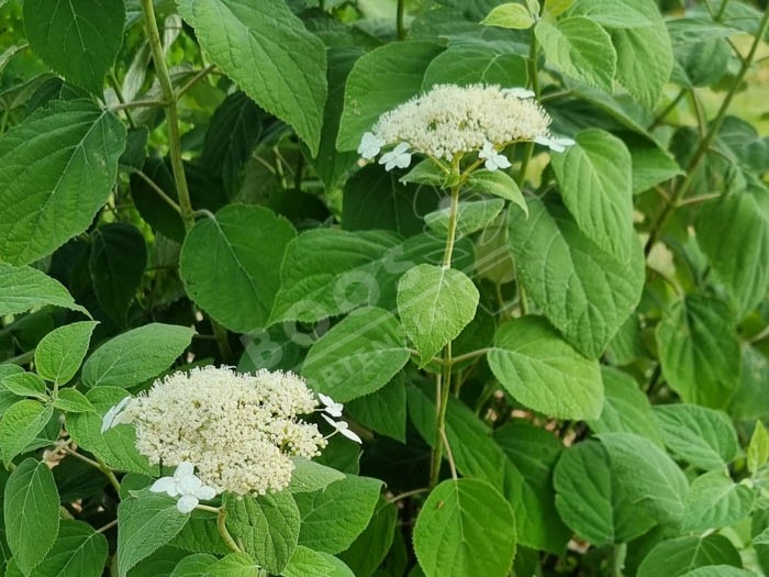 HYDRANGEA arborescens 'radiata'