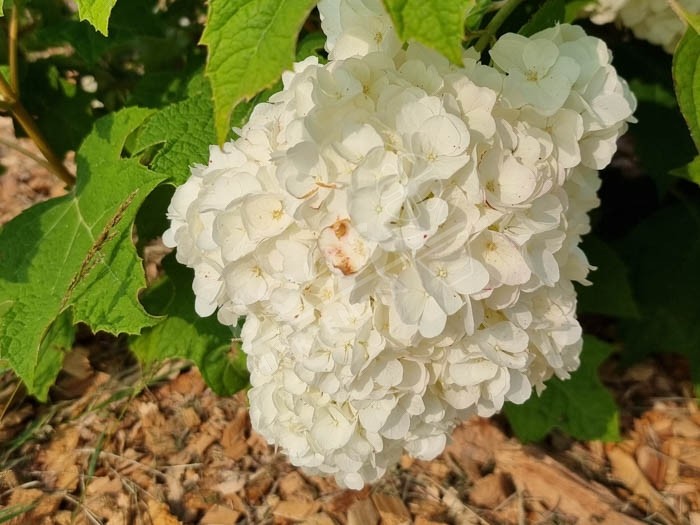 HYDRANGEA quercifolia Harmony