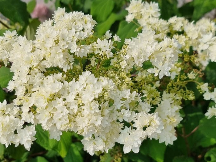 HYDRANGEA arborescens Hovaria ® 'Hayes Starburst'