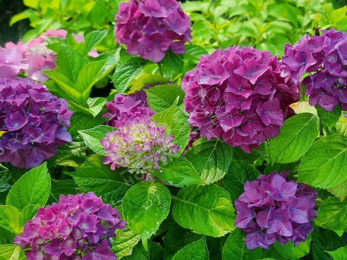 HORTENSIA Hovaria® 'Hobergine'