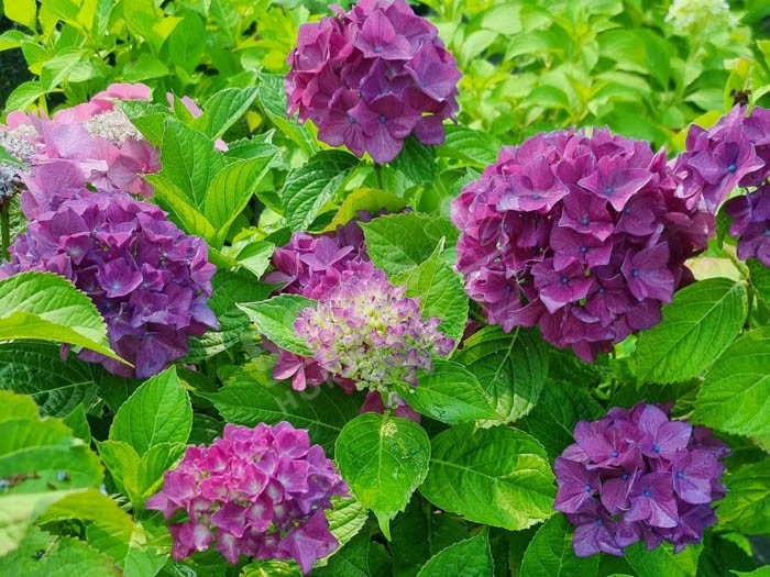 HORTENSIA Hovaria® 'Hobergine'