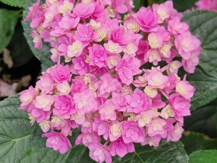 HORTENSIA You&Me® 'Together' cultivé en rose