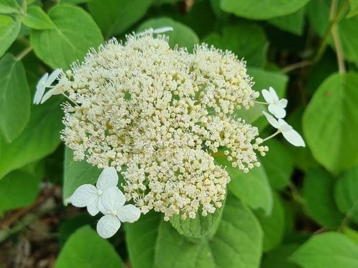 HYDRANGEA arborescens 'radiata'