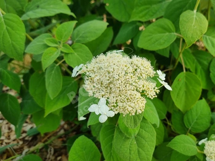 HYDRANGEA arborescens 'radiata'