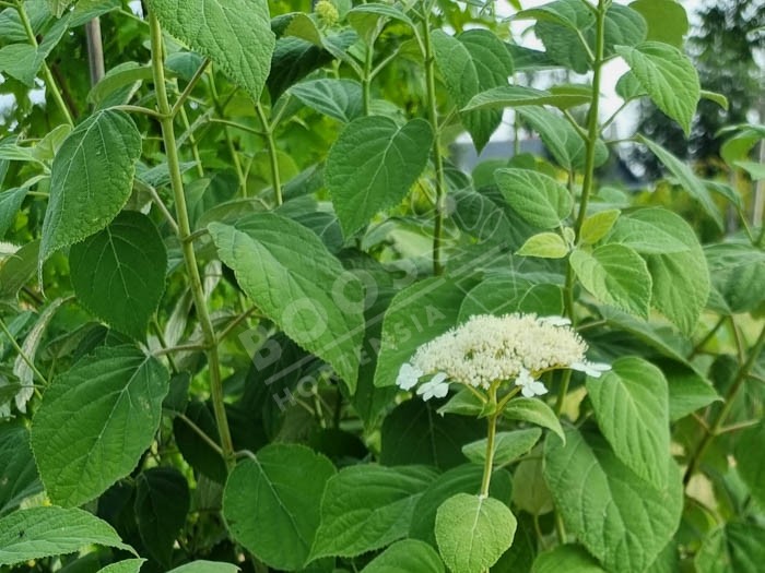 HYDRANGEA arborescens 'radiata'