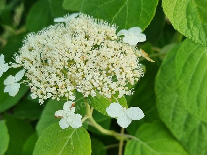 HYDRANGEA arborescens 'radiata'