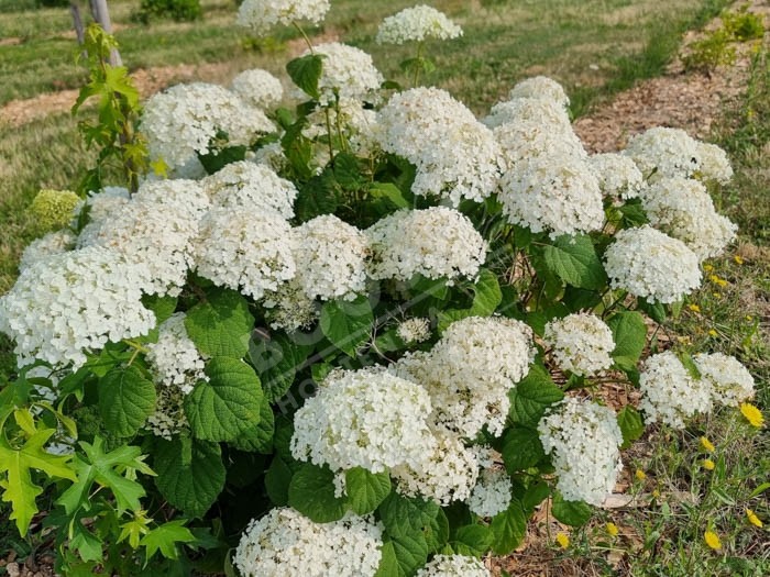 HYDRANGEA arborescens Incrediball ® 'Abetwo'