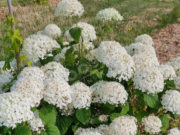 HYDRANGEA arborescens Incrediball ® 'Abetwo'