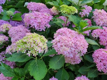 HORTENSIA You&Me® 'Inspire'