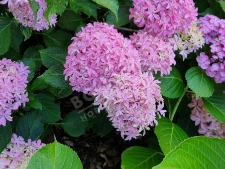 HORTENSIA You&Me® 'Inspire'