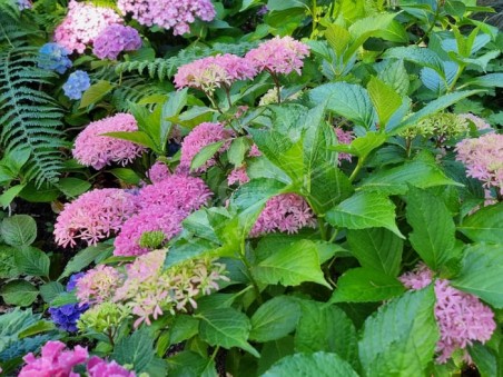 HORTENSIA You&Me® 'Inspire'