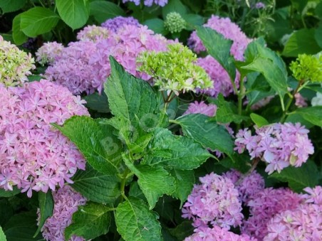 HORTENSIA You&Me® 'Inspire'