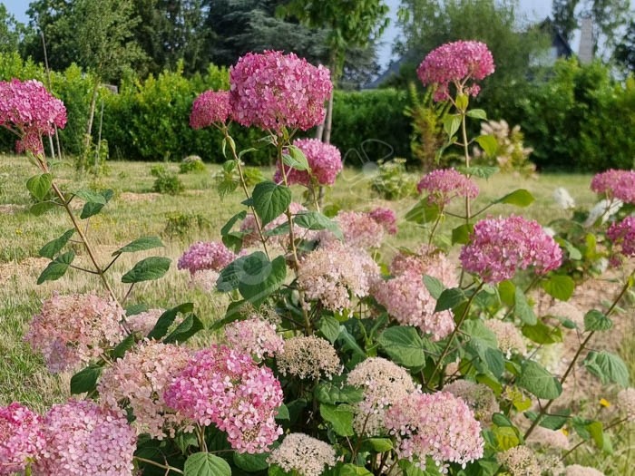 HYDRANGEA arborescens Invincibelle ® 'Ncha2'