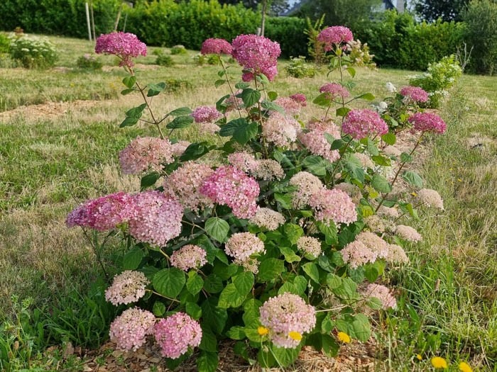 HYDRANGEA arborescens Invincibelle ® 'Ncha2'