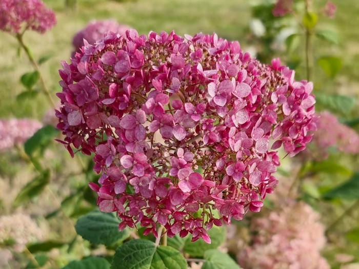 HYDRANGEA arborescens Invincibelle ® 'Ncha2'