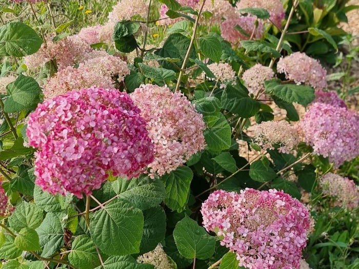 HYDRANGEA arborescens Invincibelle ® 'Ncha2'