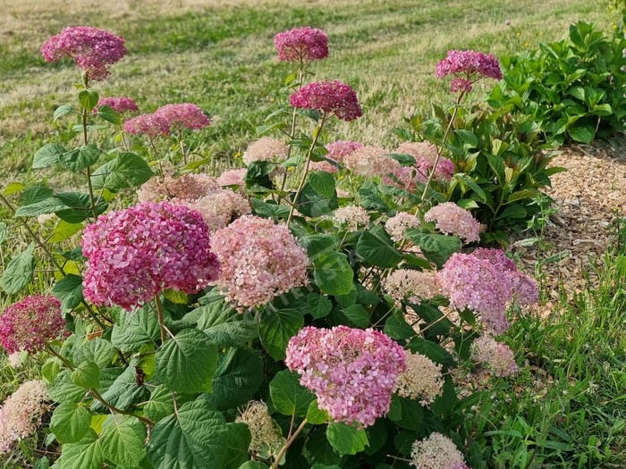 HYDRANGEA arborescens Invincibelle ® 'Ncha2'