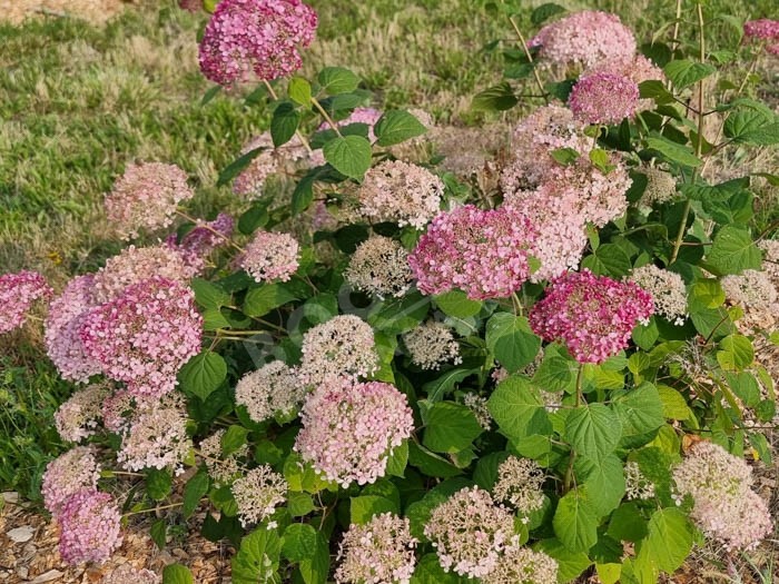 HYDRANGEA arborescens Invincibelle ® 'Ncha2'