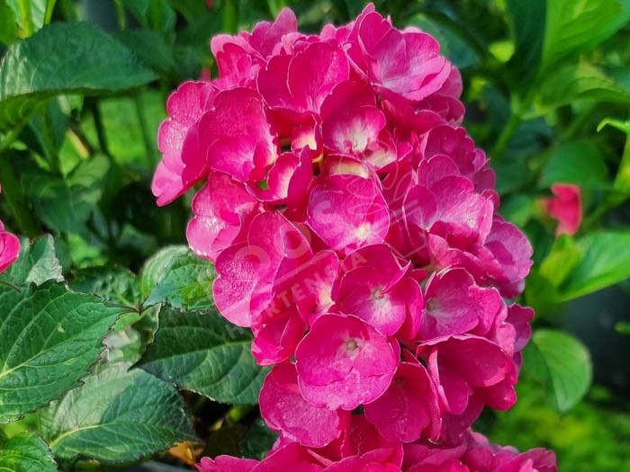 HORTENSIA 'Julisa'