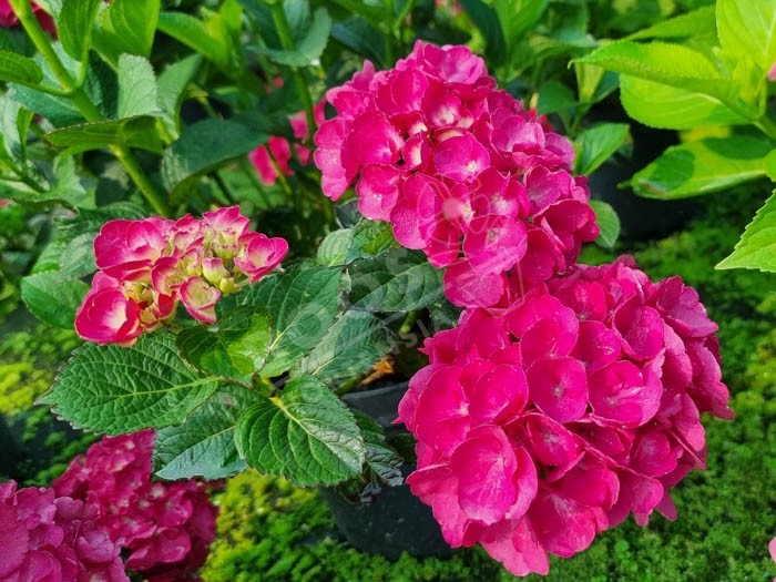 HORTENSIA 'Julisa'