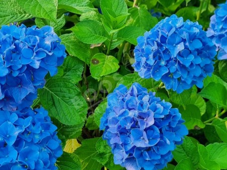 HORTENSIA 'Kuhnert'