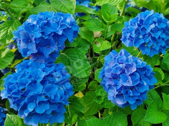 HORTENSIA 'Kuhnert'