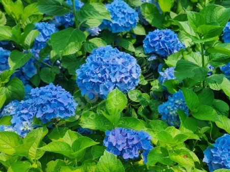 HORTENSIA 'Kuhnert'