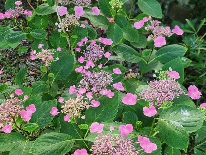 HORTENSIA 'Mousmee'