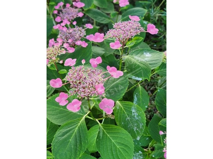 HORTENSIA 'Mousmee'