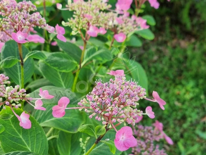 HORTENSIA 'Mousmee'