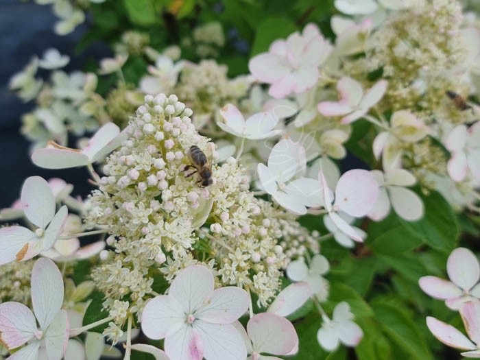 HYDRANGEA paniculata Pastel Green ®