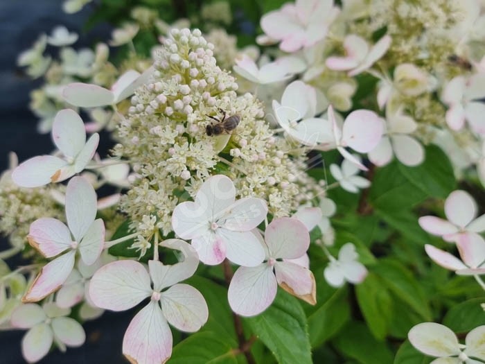 HYDRANGEA paniculata Pastel Green ®