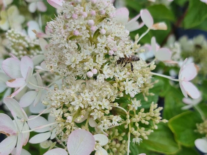 HYDRANGEA paniculata Pastel Green ®