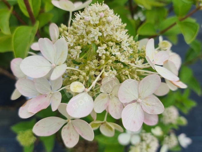 HYDRANGEA paniculata Pastel Green ®