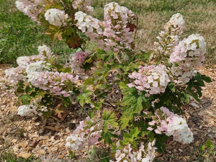 HYDRANGEA quercifolia Munchkin