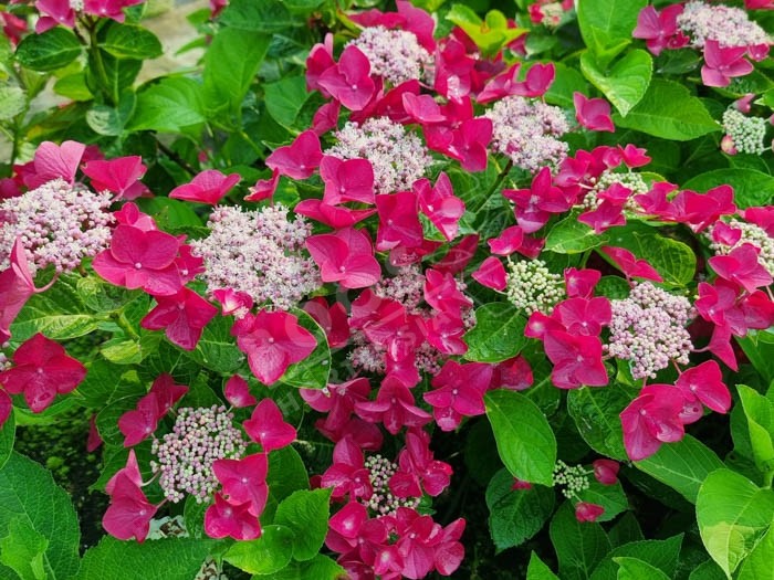 HORTENSIA 'Rotschwanz'