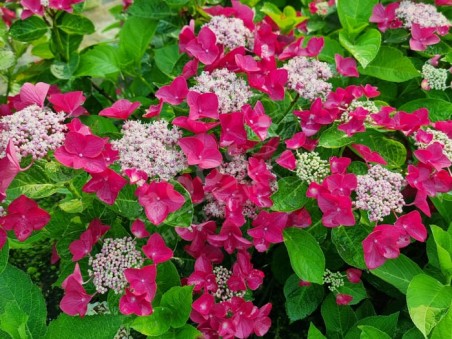 HORTENSIA 'Rotschwanz'