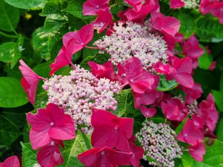 HORTENSIA 'Rotschwanz'