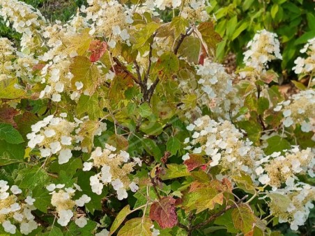 HYDRANGEA quercifolia 'Sikes Dwarf'