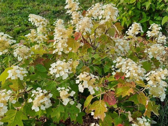 HYDRANGEA quercifolia 'Sikes Dwarf'