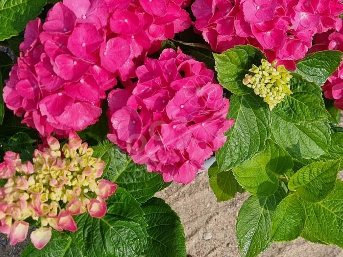 HORTENSIA 'Schöne Bautznerin' cultivé en rouge