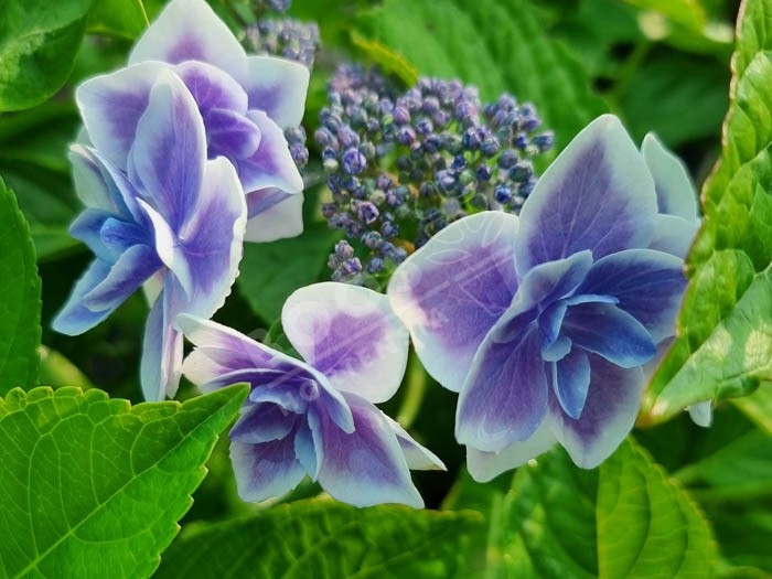 HORTENSIA Star Gazer® cultivé en bleu