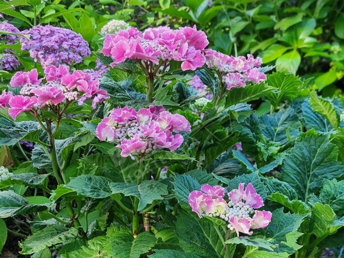 Hortensia SO LONG® 'Starlit Sky'