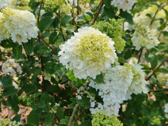 HYDRANGEA paniculata Sundae Fraise ®