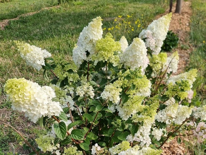 HYDRANGEA paniculata Sundae Fraise ®