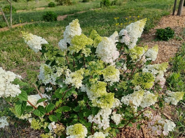 HYDRANGEA paniculata Sundae Fraise ®