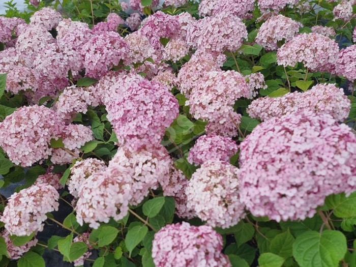 HYDRANGEA arborescens Sweet Annabelle ® 'Ncha4'